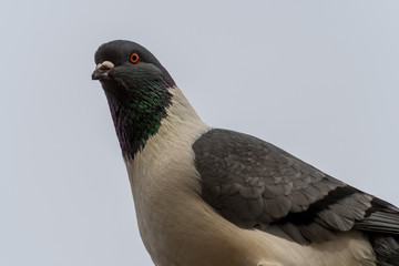 Detail portrait of a pigeon