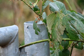 Tor wird von Pflanzen überwachsen