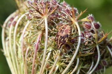 Obraz premium Larve einer Streifenwanze, Graphosoma lineatum