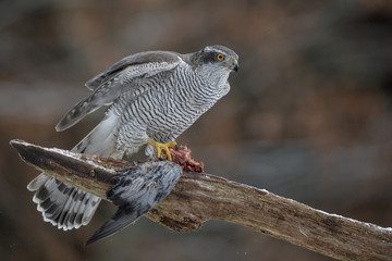 Male northern goshawk with prey