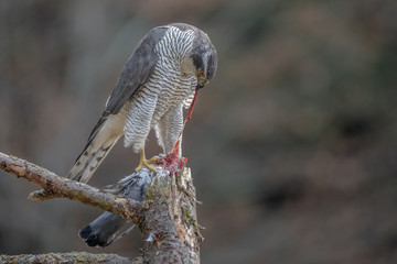 Wild German goshawk with prey