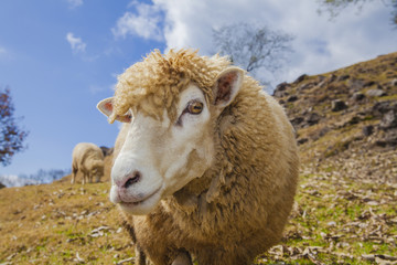 Funny sheep portrait shooting