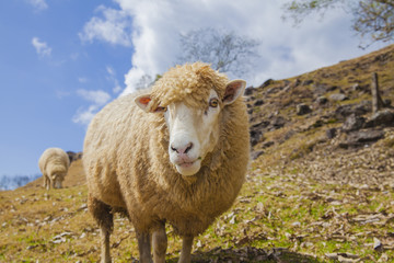 Pretty sheep look at camera