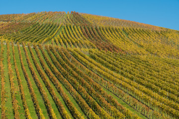 Weinberge am Staufenberg in Heilbronn im Herbst