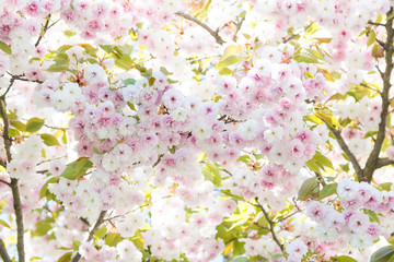 Kirschblüte Ostern