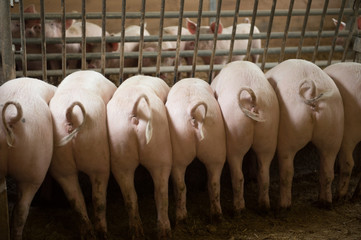 Schweine fressen aus dem Futtertrog in der Landwirtschaft im Schweinestall