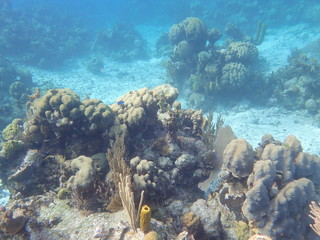 Coral reef in the Caribbean sea.