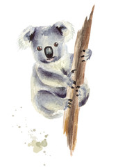 Koala bear sitting on a tree branch, isolated on white background. Watercolor hand drawn illustration