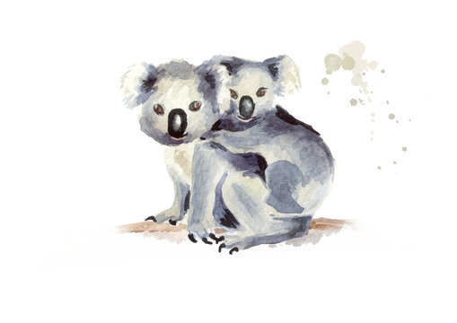 Koala bear with baby sitting on a tree branch, isolated on white background. Watercolor hand drawn illustration