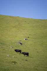 Cow Farm in Countryside of Australia