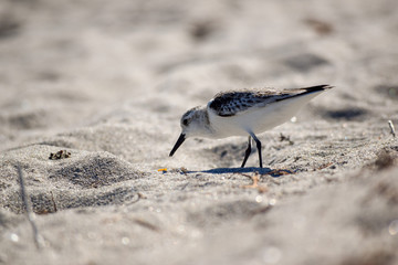 Scavenger-