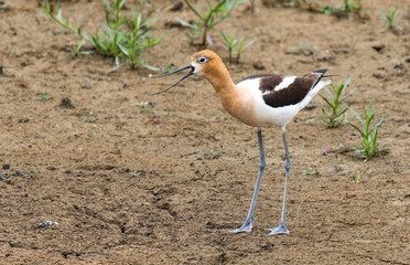 An American Avocet Calling its Mate