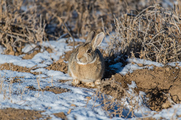A Cute Cottontail Rabbit on the Colorado Plains on a Winter Morning