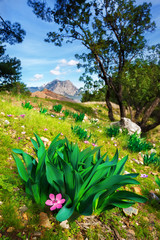 mountain flowers in the foreground.