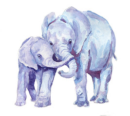 Fototapeta premium Rodzina słoni