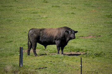 Naklejka na ściany i meble Cow Farm in Countryside of Australia