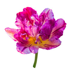 Spring flowers.Parrot tulips.Isolate on white background.