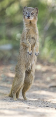 Yellow Mongoose stand up straight on the Kalahari desert sand in shade