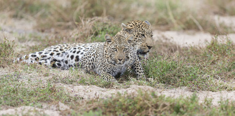Male and female leopard getting together for mating in nature