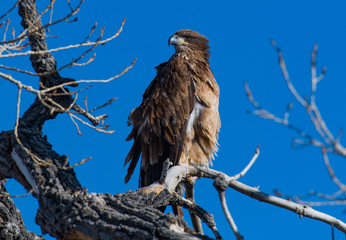 A Golden Eagle Perched in a Tree on a Windy Day