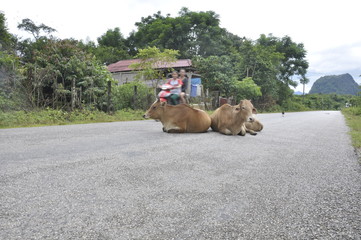 Laos