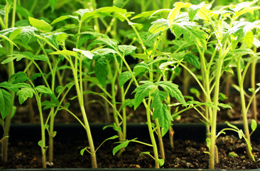 Sprouts of tomatoes.