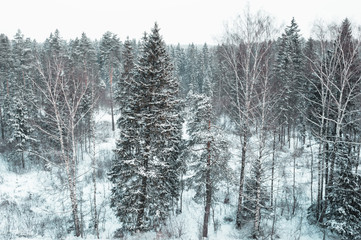 Winter landscape with coniferous and deciduous forest