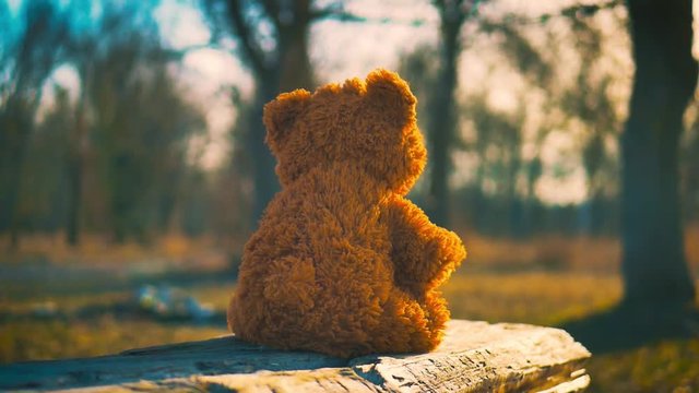 Nature beauty theme image with a teddy bear toy sitting, alone, on an old wooden bench, watching the sun rays, over a forest.