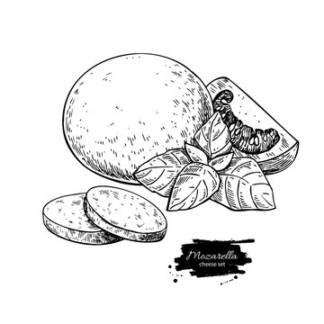 Mozzarella cheese vector drawing. Hand drawn round piece with ba