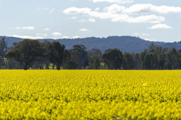 Canola field in Australia