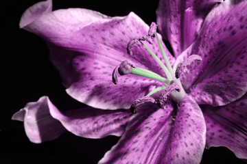 Purple Lily