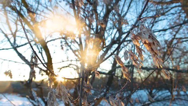 Beautiful sunny winter landscape. Bare trees isolated at bright sunny blue sky background and bright sunshine through branches. Natural sunset background. Real time footage.