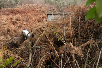 Vintage Car Abandoned