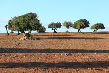 Carrubo - Ceratonia siliqua