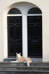Husky sitzend vor zwei schwarzen Eingangstüren