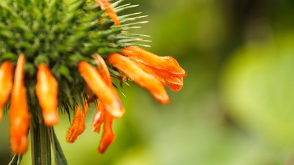 Flower close up in Peru.