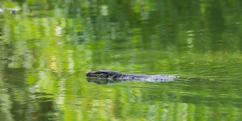 Swimming water monitor lizard