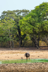 Lone wild asian buffalo (Bubalus arnee) standing at waterhole in Yala national park, Sri Lanka.
