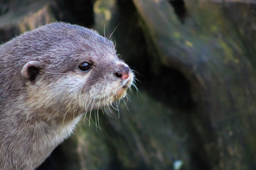 short clawed otter 5