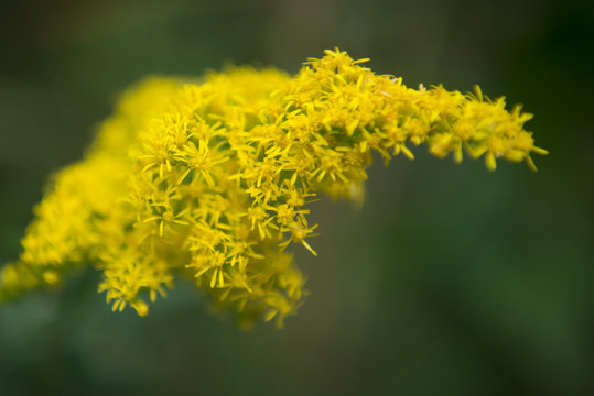 Golden Flower - Radnor Lake