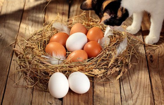 Hen organic eggs in the nest with tricolor cat near nest. On wooden rustic background.Copy space.Concept cat and hen eggs