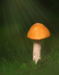 Mushroom