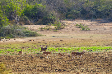 A family of Sri Lankan axis deer, or Ceylon spotted deer, standing in the jungle of Yala national...