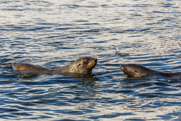 Fototapeta premium Fur seal swimming together in cold sea waters close to7 Half Moon Island, Antarctic peninsula