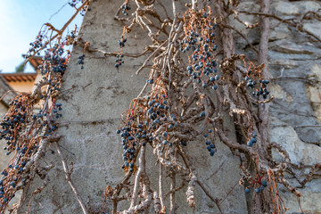 Dry vine grapes on ancient castle wall. Winery decoration, blue berries and branches without leaves