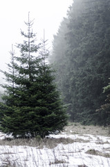 Tanne mitten im Wald
