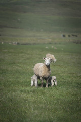 Sheep in farm, Australia