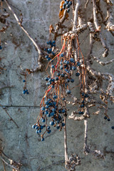 Dry vine grapes on ancient castle wall. Winery decoration, blue berries and branches without leaves