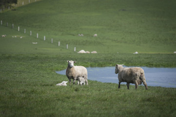 Fototapeta premium Sheep in farm, Australia