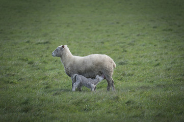 Sheep in farm, Australia